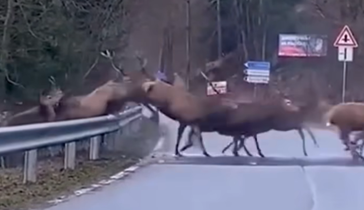 VIDEO: Přes silnici u Starého Města v Jeseníkách se valilo obrovské stádo jelenů. Klip pobláznil internet