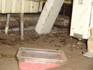 Myší bobky, pavučiny a prach. Večerku na Žižkově inspektoři zavřeli