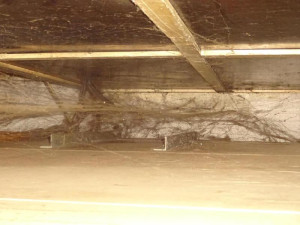 Myší bobky, pavučiny a prach. Večerku na Žižkově inspektoři zavřeli