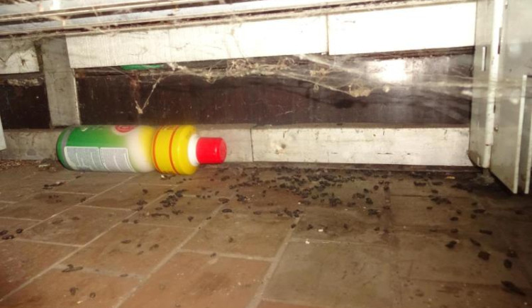 Myší bobky, pavučiny a prach. Večerku na Žižkově inspektoři zavřeli