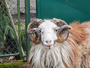 Muž nemohl dostat z domu kvůli beranovi, zavolal si na pomoc městskou policii