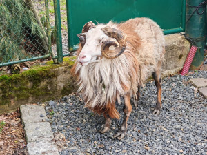 Muž nemohl dostat z domu kvůli beranovi, zavolal si na pomoc městskou policii