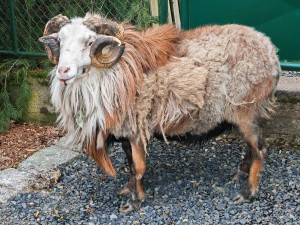 Muž nemohl dostat z domu kvůli beranovi, zavolal si na pomoc městskou policii