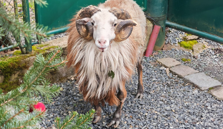 Muž nemohl dostat z domu kvůli beranovi, zavolal si na pomoc městskou policii