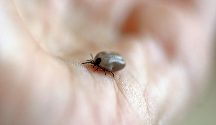 Blíží se jaro a s ním i riziko klíšťové encefalitidy. V Česku je jí nejvíce ze všech zemí EU