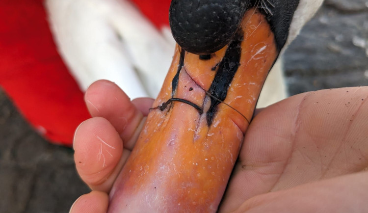 Pražská záchranná stanice už letos ošetřila třináct labutí. Nejčastěji naráží do trolejí, jedné svázal zobák vlasec