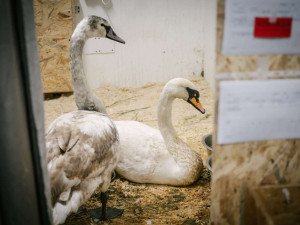 Pražská záchranná stanice už letos ošetřila třináct labutí. Nejčastěji naráží do trolejí, jedné svázal zobák vlasec
