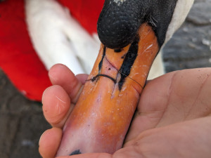 Pražská záchranná stanice už letos ošetřila třináct labutí. Nejčastěji naráží do trolejí, jedné svázal zobák vlasec