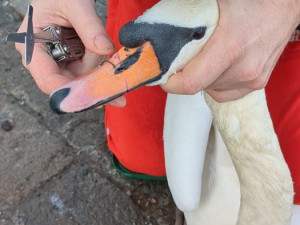 Pražská záchranná stanice už letos ošetřila třináct labutí. Nejčastěji naráží do trolejí, jedné svázal zobák vlasec