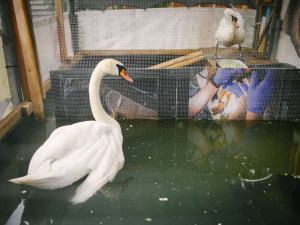 Pražská záchranná stanice už letos ošetřila třináct labutí. Nejčastěji naráží do trolejí, jedné svázal zobák vlasec