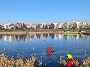 Pražská záchranná stanice už letos ošetřila třináct labutí. Nejčastěji naráží do trolejí, jedné svázal zobák vlasec