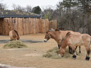 VIDEO: Zoo Praha otevírá brány do Gobi, v nové expozici najdou návštěvníci koně Převalského a další obyvatele asijských stepí