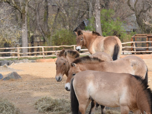 VIDE: Zoo Praha otevírá brány do Gobi, v nové expozici najdou návštěvníci koně Převalského a další obyvatele asijských stepí