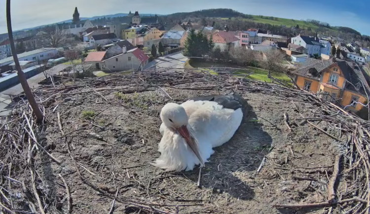 Do Frýdlantu přiletěli očekávaní čápi. Letos je můžete sledovat online