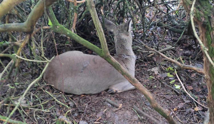 Pytlák se pod tíhou důkazů přiznal. Hrozí mu až pět let vězení