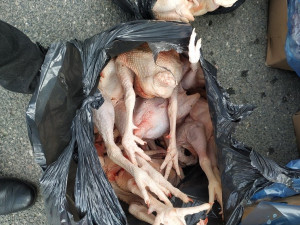 Kohouti s hlavou, kuřecí pařáty, přepravka plná žloutků. V Sapě našli víc než tunu pochybných potravin