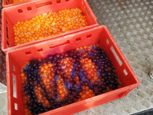 Kohouti s hlavou, kuřecí pařáty, přepravka plná žloutků. V Sapě našli víc než tunu pochybných potravin