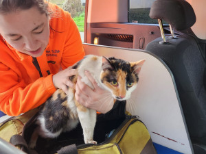 Hasiči v Nuslích zachránili z hořící budovy kočku