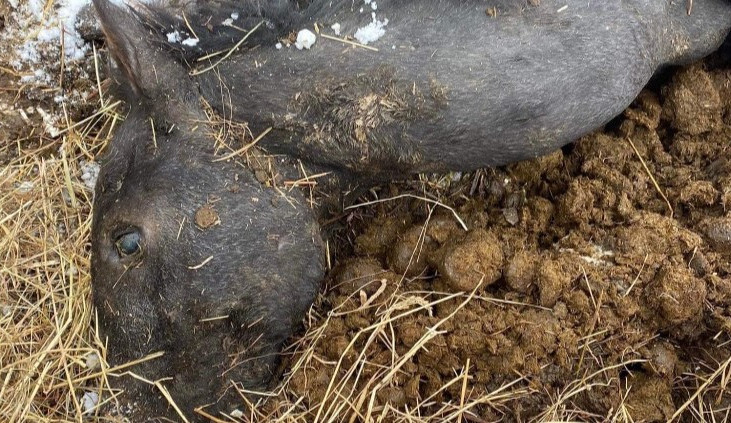 Bitva o týrané koně ze Šumperska. Spolek Hlas zvířat upozorňuje na podezřelé kupní smlouvy