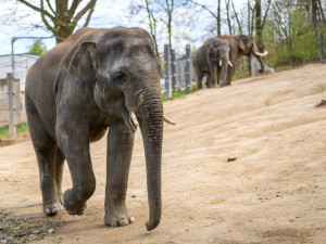 Max je o půl roku starší.