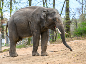 Rudi je ten klidnější.