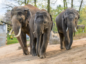 Rudiho otec Ankhor (vlevo), Max (uprostřed) a Rudi (vpravo).