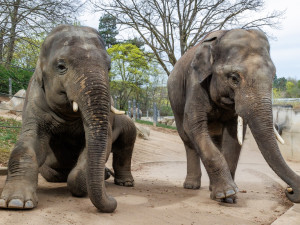 Sloní bratři opustí pražskou zoo. Max se stěhuje do Belgie, Rudi do Itálie