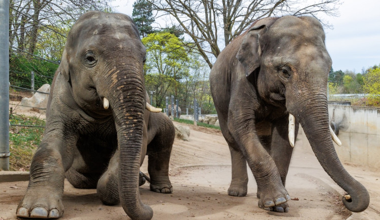 Sloní bratři opustí pražskou zoo. Max se stěhuje do Belgie, Rudi do Itálie
