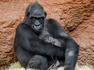 Pražská zoo slaví, narodilo se už druhé gorilí mládě v tomto roce