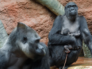 Pražská zoo slaví, narodilo se už druhé gorilí mládě v tomto roce
