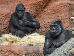 Pražská zoo slaví, narodilo se už druhé gorilí mládě v tomto roce