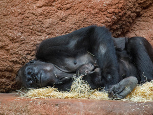 Pražská zoo slaví, narodilo se už druhé gorilí mládě v tomto roce
