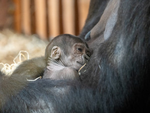 Pražská zoo slaví, narodilo se už druhé gorilí mládě v tomto roce
