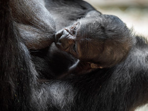 Pražská zoo slaví, narodilo se už druhé gorilí mládě v tomto roce