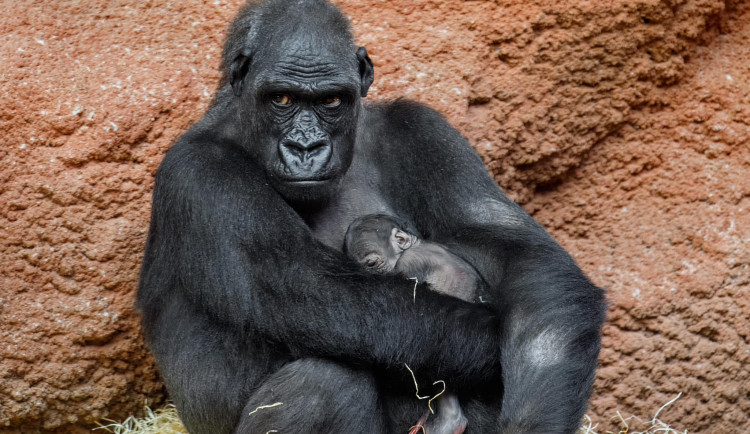 První snímek mláděte pořídil ředitel zoo