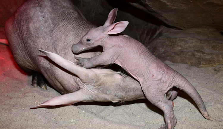 Malý zázrak. V olomoucké zoo se narodilo mládě velmi vzácného hrabáče