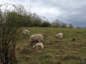 Stáda skotu, ovcí a koz se opět vrátí na pražské pastviny