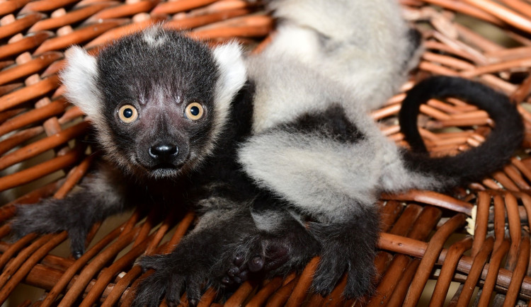 Lemuři z olomoucké zoo mají trojčata. Dvěma roztomilým samečkům a samičce se daří výborně