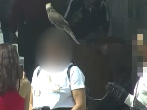 VIDEO: Muž v centru Prahy vydělával na fotkách s dravcem. Zvíře mu odebrali strážníci