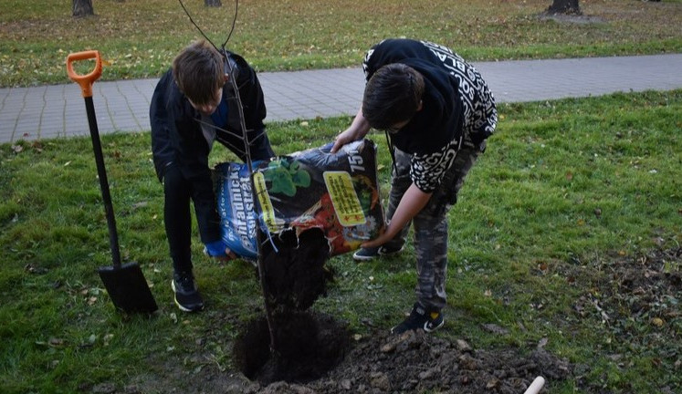 Některé stromy v Moravské Ostravě a Přívozu odumírají, a musí pryč. Město za ně vysadí náhradu