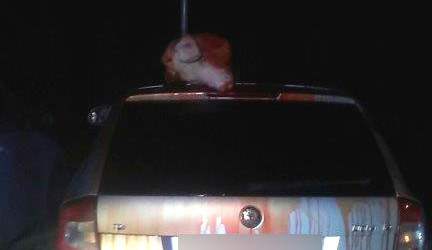 Kdo prasečí hlavu na auto položil teď zjišťuje státní policie.