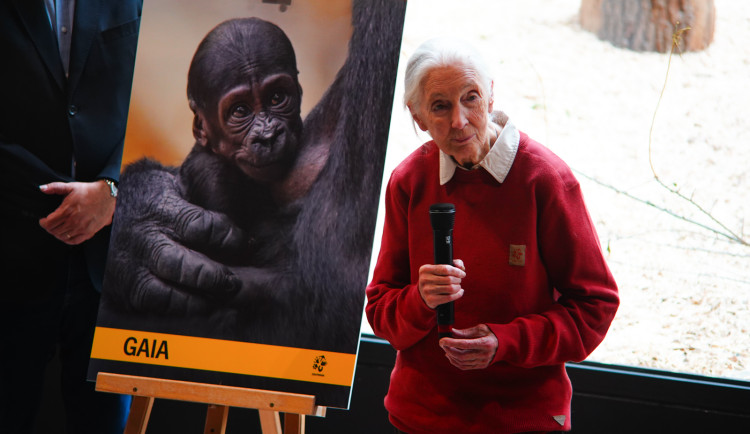 FOTOGALERIE: Legendární Jane Goodallová pokřtila gorilí samičku v pražské zoo. Vybrala pro ni jméno Gaia