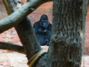 FOTOGALERIE: Legendární Jane Goodallová pokřtila gorilí samičku v pražské zoo. Vybrala pro ni jméno Gaia