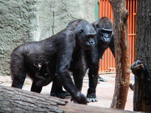 FOTOGALERIE: Legendární Jane Goodallová pokřtila gorilí samičku v pražské zoo. Vybrala pro ni jméno Gaia