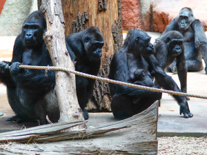 FOTOGALERIE: Legendární Jane Goodallová pokřtila gorilí samičku v pražské zoo. Vybrala pro ni jméno Gaia