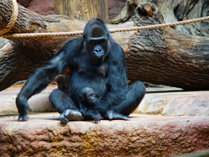 FOTOGALERIE: Legendární Jane Goodallová pokřtila gorilí samičku v pražské zoo. Vybrala pro ni jméno Gaia
