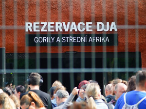 FOTOGALERIE: Legendární Jane Goodallová pokřtila gorilí samičku v pražské zoo. Vybrala pro ni jméno Gaia