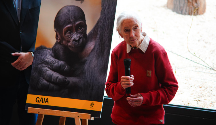 Legendární Jane Goodallová pokřtila gorilí samičku v pražské zoo. Vybrala pro ni jméno Gaia