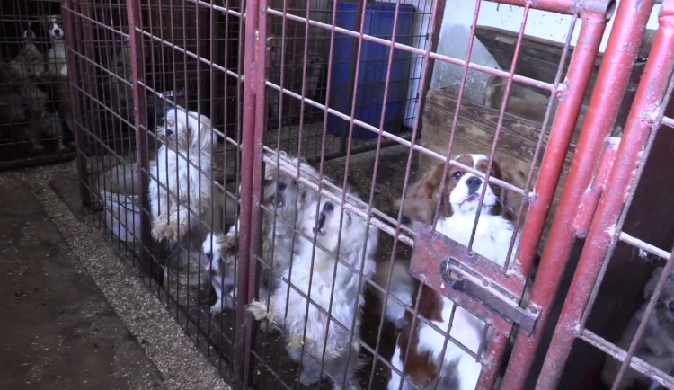 VIDEO: Důchodkyně si vydělávaly množením psů, v jednom domě jich týraly skoro sto