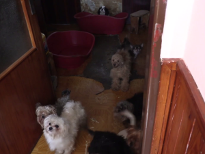 VIDEO: Důchodkyně si vydělávaly množením psů, v jednom domě jich týraly skoro sto